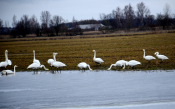 Lielāks foto